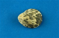 藏品(漁舟蜑螺)的圖片